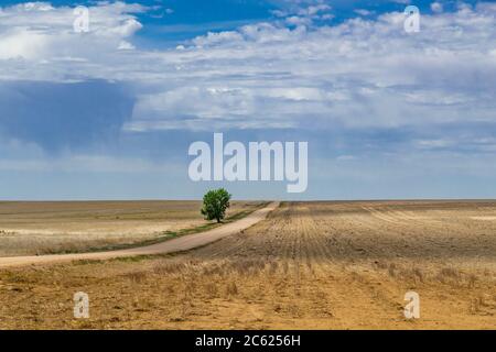 Einsamer Baum neben Feldweg in der Mitte des Feldes, Kansas, USA Stockfoto