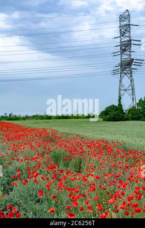 Feld von leuchtend roten Mohnblumen und Weizen an einem sonnigen Tag. Hochspannungsleitungen im Hintergrund Stockfoto