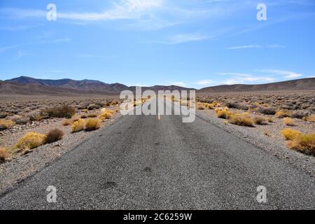 Gelbe Büsche säumen die Autobahn mit gelben Linien in der Mitte. Braune Berge und blauer Himmel. Emigrant Canyon Road Death Valley, Kalifornien Stockfoto