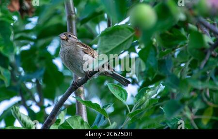 Sperling sitzt auf einem Ast. Der Haussperling. Heimischer Sperling Stockfoto