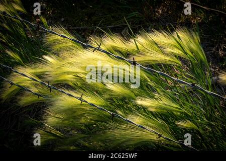 Hohes Gras am Rande der Farm weht in den Wind mit Stacheldraht. Stockfoto