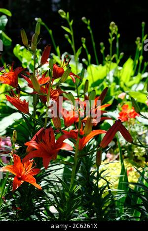 Ernte von schattigen tief orange Lilie (Lilium bulbiferum) im Hochsommer in einem Glebe Garten, Ottawa, Ontario, Kanada. Stockfoto