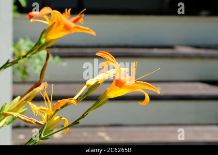 Orange Taglilien (Hemerocallis fulva) glühen in der späten Nachmittagssonne, mit Veranda Stufen als Hintergrund, in einem Glebe Garten, Ottawa, Ontario, Kanada. Stockfoto