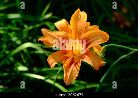 Leuchtend orange Taglilie (Hemerocallis fulva) mit rötlichen Anklängen, die in der späten Nachmittagssonne in einem Glebe-Garten, Ottawa, Ontario, Kanada glühen. Stockfoto