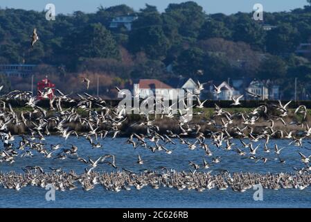 Der Schwarzschwanz-Pate (Limosa limosa), der von einem Hochwasserstand in einer flachen Lagune auf Brownsea Island abbricht, mit Poole im Hintergrund, Dorset, Großbritannien Stockfoto