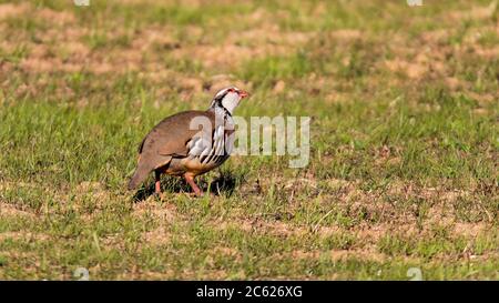 Alectoris rufa. Vogel, der sich in verschiedenen Lebensräumen vererben kann. Felder, mit Heidekraut Gras und felsigen oder sandigen Feldern.Paimogo, Lourinhã. Portugal. Stockfoto