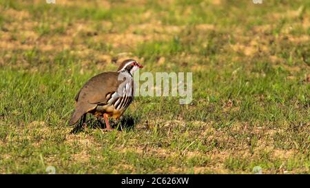 Alectoris rufa. Vogel, der sich in verschiedenen Lebensräumen vererben kann. Felder, mit Heidekraut Gras und felsigen oder sandigen Feldern.Paimogo, Lourinhã. Portugal. Stockfoto