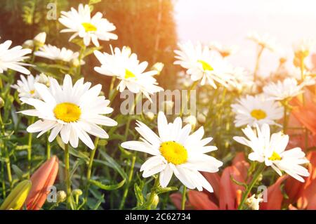 Schöne Gänseblümchen mit weißen Blütenblättern. Wildblumen. Stockfoto