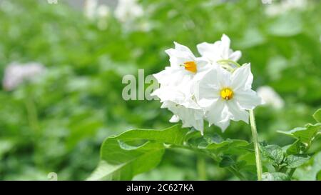 Blühende Kartoffel. Kartoffelblüten blühen im Sonnenlicht wachsen in der Pflanze. Weiße blühende Kartoffelblume auf dem Feld. Stockfoto