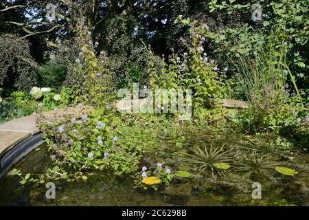 Wasserminze (Mentha aquatica) blüht in einem Gartenteich, der für Wildtiere entworfen und gepflanzt wurde, Wiltshire, Großbritannien, September. Stockfoto