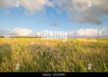 Grasland mit Wildblumen und Cumulus Wolken im Sommer. Lage ist Erholungsgebiet 'Bentwoud' im westlichen Teil der Niederlande. Stockfoto