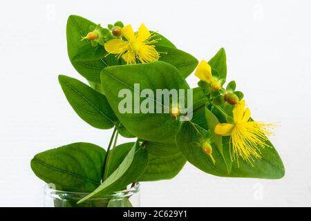 Japanisches Geißblatt (Lonicera japonica) mit gelben Blüten auf weißem Hintergrund Stockfoto