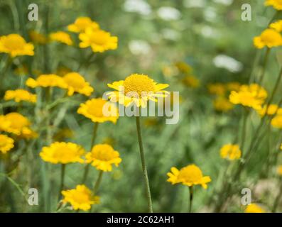 Schöne gelbe Blütenpflanze in der Familie Asteraceae. Stockfoto