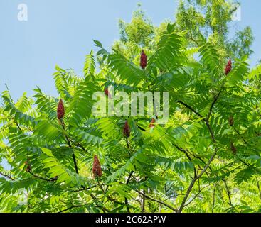Essigbaum Laub und rote Blüten in Form eines Kegels. Stockfoto