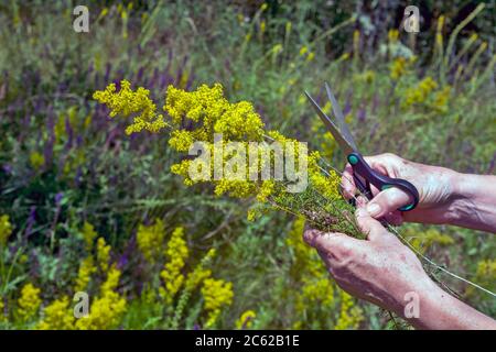 Eine Frau in der Natur sammelt Zweige von Galium verum Blumen. Diese Pflanze wird für die Herstellung von medizinischen Tinkturen sowie dekorative geerntet Stockfoto