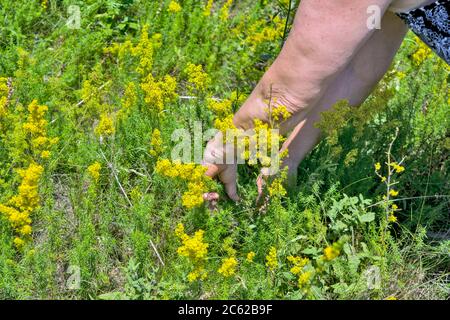 Eine Frau in der Natur sammelt Zweige von Galium verum Blumen. Diese Pflanze wird für die Herstellung von medizinischen Tinkturen sowie dekorative geerntet Stockfoto