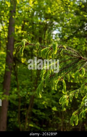 Frische Triebe eines Tannenzweiges in einem von der Sonne beleuchteten Wald, selektiver Fokus, geringe Schärfentiefe Stockfoto