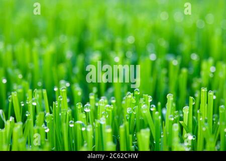 Wassertropfen auf dem Rasen Stockfoto