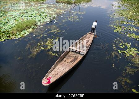 Srinagar, Indien. Juli 2020. Ein Kashmiri Bootsmann rudert sein Boot auf Dal See während eines heißen Sommertages in Srinagar. Kredit: SOPA Images Limited/Alamy Live Nachrichten Stockfoto