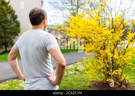 Zurück von Hausbesitzer Mann Blick auf gelbe Forsythia Pflanze Strauch Busch Blumen blüht im Frühjahr in Virginia im Garten Stockfoto