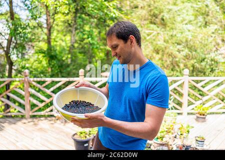 Ernte von gepflückt viele schwarze reife Maulbeeren aus dem Garten mit Mann Gärtner Hände zeigt halten Obst Eimer Korb waschen Beeren mit Wasser cleani Stockfoto