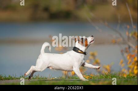 Happy Jack russell Hund läuft am Park See Stockfoto