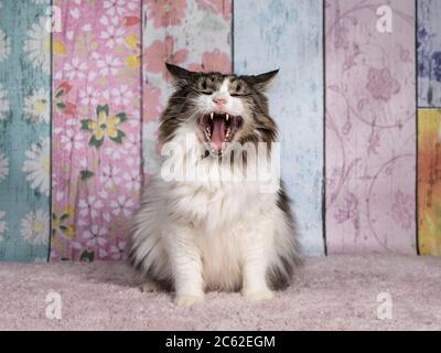 Ältere Norwegische Waldkatze, sitzend nach vorne. Mund weit geöffnet, Zähne und Zunge. Hintergrund in Pastelltönen. Stockfoto