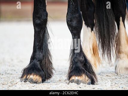 Big Shire Hufe aus der Nähe, Pferdeshow Stockfoto