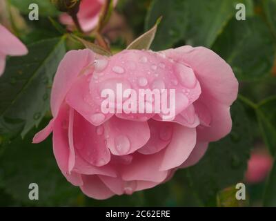 Rosenblätter einer Rosenknospe mit Wassertröpfchen bedeckt. Nahaufnahme. Stockfoto