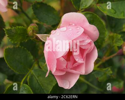 Rosenblätter einer Rosenknospe mit Wassertröpfchen bedeckt. Nahaufnahme. Stockfoto