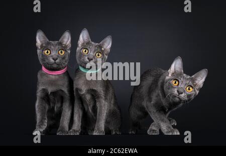 Reihe von drei Korat Katzenwelpen, die nebeneinander sitzen und auf dem Gehen weg. Blick auf die Kamera mit leuchtend orangefarbenen Augen. Isoliert auf einem schwarzen Hintergrund Stockfoto