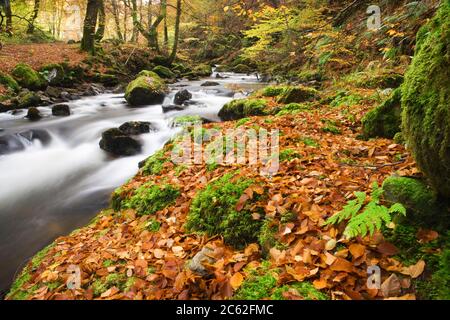 Stream über Buchenholz im Herbst. Birks Aberfeldy, Perth und Kinross, Schottland, Großbritannien Stockfoto