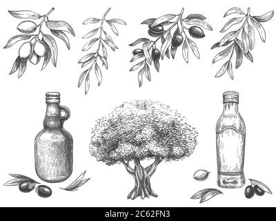 Olivenöl mit Gravierschnapsen. Hand gezeichnete Oliven Baum, Skizze Ölflasche und Olivenzweige mit Blättern Vektor-Illustration-Set Stock Vektor