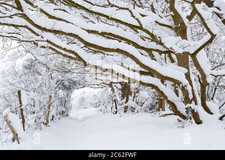 Pfad unter schneebedeckten Bäumen, Surrey, Großbritannien Stockfoto