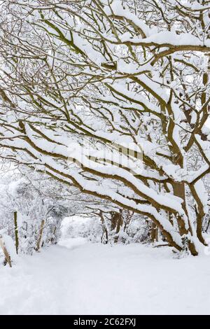 Pfad unter schneebedeckten Bäumen, Surrey, Großbritannien Stockfoto
