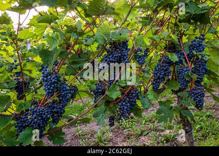 Weingut Hans Wiersching in Iphofen, Deutschland Stockfoto