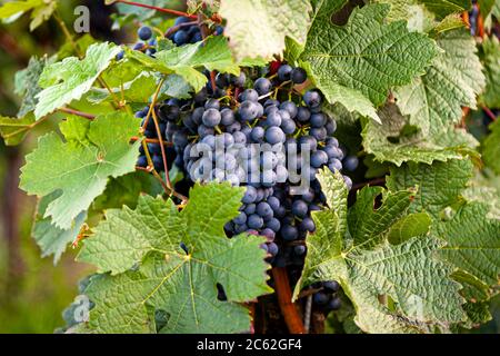 Weingut Hans Wiersching in Iphofen, Deutschland Stockfoto