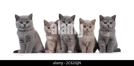 Reihe von fünf Flieder und blauen schildpatt britischen Kurzhaar Katze Kätzchen, sitzen nebeneinander. Alle nach Kamera und Blick auf das Objektiv mit runden braunen Auge Stockfoto