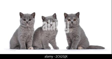 Reihe von fünf blauen und blauen schildpatt britischen Kurzhaar Katze Kätzchen, sitzen nebeneinander. Alle nach Kamera und Blick auf das Objektiv mit runden braunen Augen Stockfoto