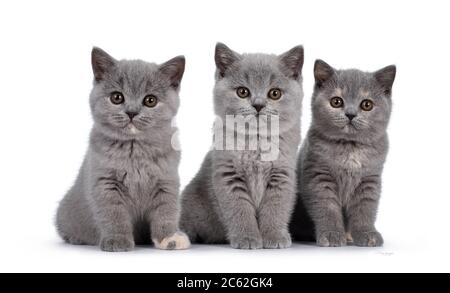 Reihe von fünf blauen und blauen schildpatt britischen Kurzhaar Katze Kätzchen, sitzen nebeneinander. Alle nach Kamera und Blick auf das Objektiv mit runden braunen Augen Stockfoto