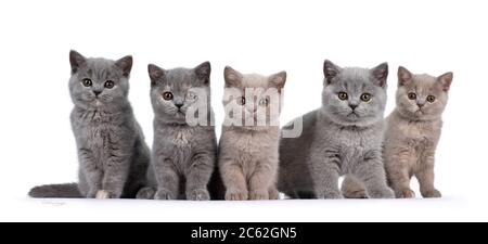 Reihe von fünf Flieder und blauen schildpatt britischen Kurzhaar Katze Kätzchen, sitzen nebeneinander. Alle nach Kamera und Blick auf das Objektiv mit runden braunen Auge Stockfoto