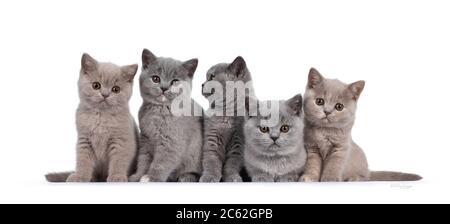 Reihe von fünf Flieder und blauen schildpatt britischen Kurzhaar Katze Kätzchen, sitzen nebeneinander. Alle nach Kamera und Blick auf das Objektiv mit runden braunen Auge Stockfoto