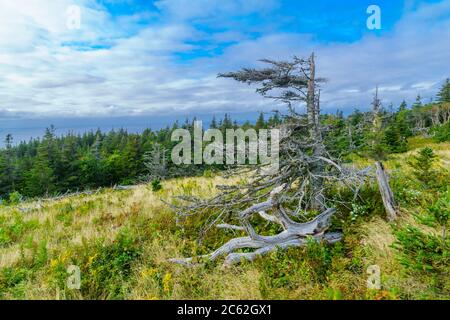 Blick auf die Skyline Trail, im Cape Breton Highlands National Park, Nova Scotia, Kanada Stockfoto