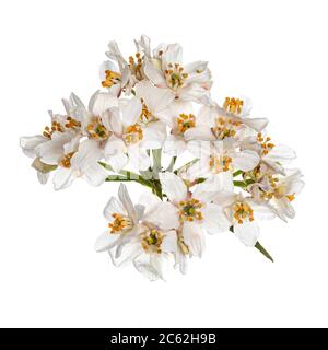 Draufsicht auf weißen Oleander blühenden Zweig. Isoliert auf weißem Bachgrund. Stockfoto