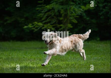 Laufhund auf einem grünen Rasen Stockfoto
