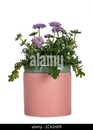 Seitenansicht des rosa Keramik-Topfes mit Scabiosa Butterfly Blue / Nadelkissen-Blume. Isoliert auf weißem Hintergrund. Stockfoto