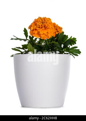 Seitenansicht der blühenden Tagetes Ringelblume Pflanze, isoliert auf weißem Hintergrund. Stockfoto