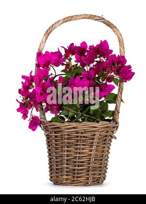 Brauner Korb mit blühender rosa Bougainvillea Pflanze, isoliert auf weißem Hintergrund. Stockfoto