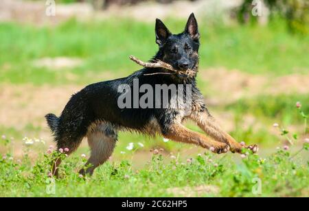 Deutscher Schäferhund läuft mit Stock im Mund auf dem grünen Feld Stockfoto