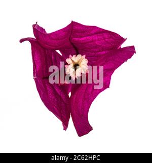 Closu bis der blühenden rosa Bougainvillea Blumen, isoliert auf weißem Hintergrund. Stockfoto